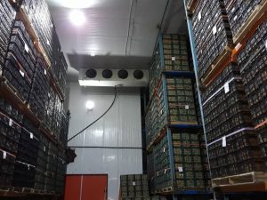 احداث سردخانه 5000 تنی